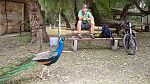 03-Morning tea with a friendly Peacock near Crystal Brook in Flinders Ranges